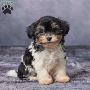 Cally, Havachon Puppy